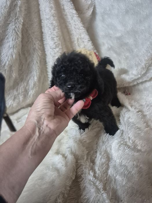 Poodle/ Caniche  Macho Preto Criadora Registada PT 3088 FL
