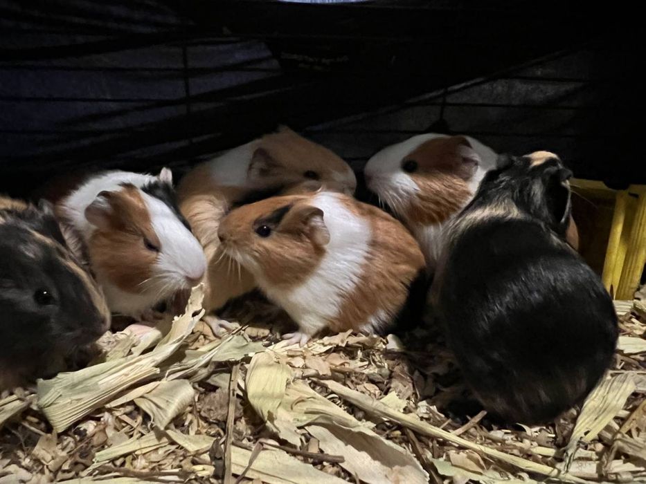 Морская свинка (разные цвета и породы)