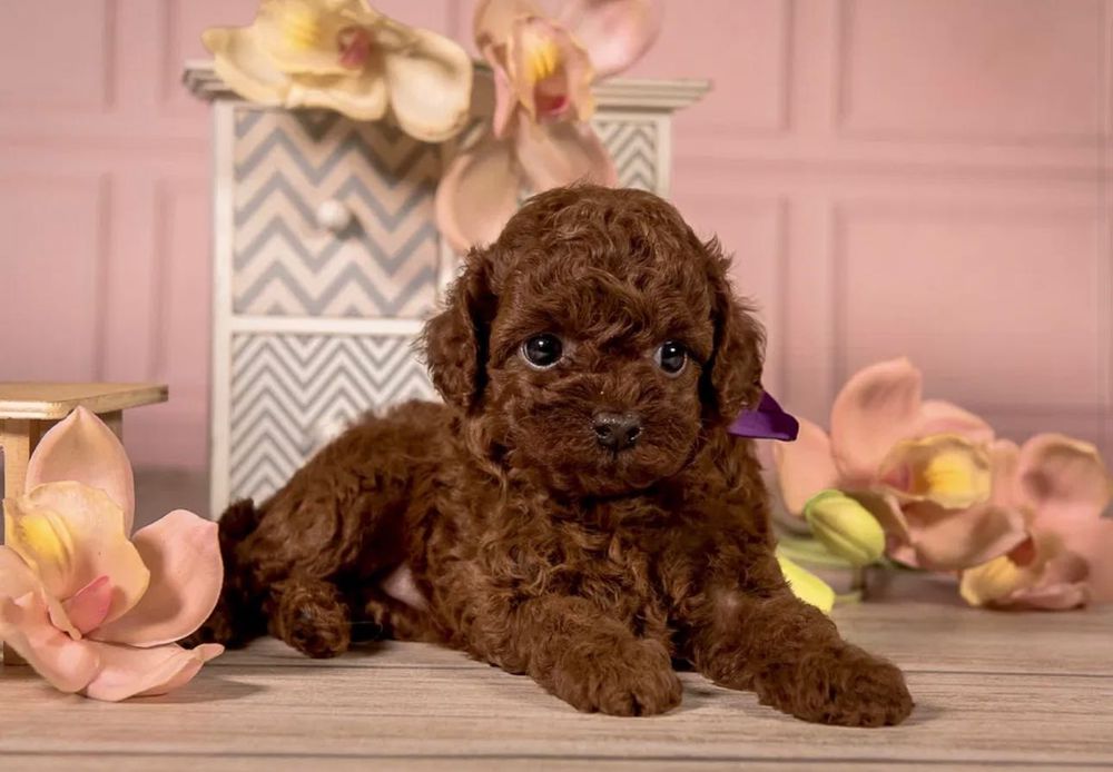 Pudel toy red piękna ostatnia suczka