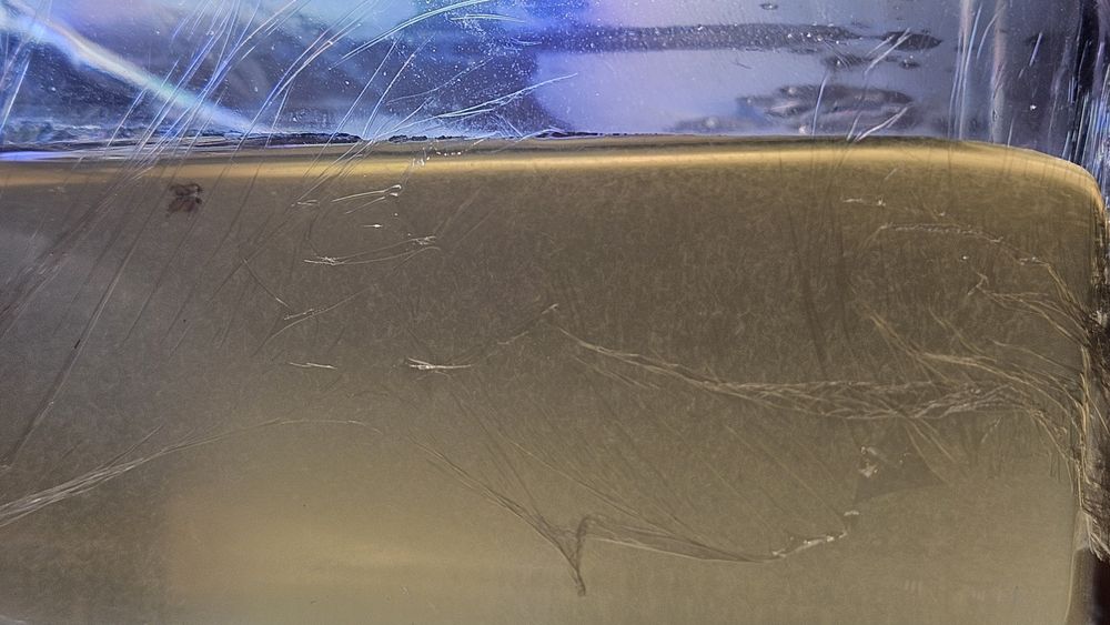 Enguias do vinagre - Alimento vivo