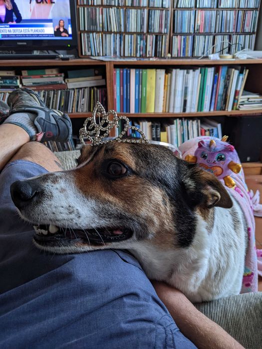 Cão Rafeiro super meigo para adoção responsável