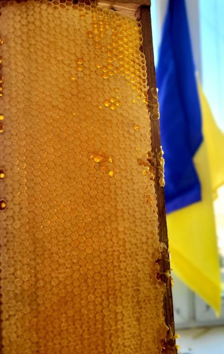 Продам мед , соти, забрус.