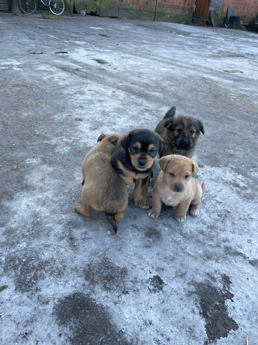 Oddam szczeniaki