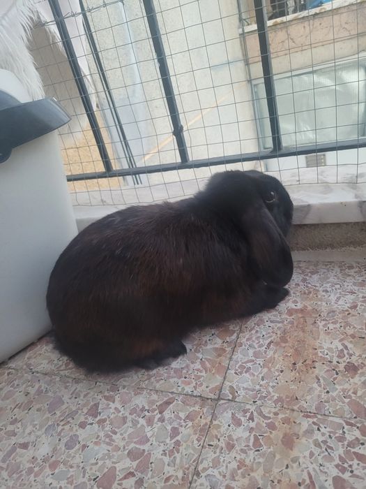 Vendo Coelho.  Tem 1 ano e está habituado a andar em casa e só faz as necessidades dentro da sua gaiola