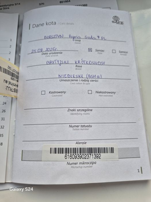 Roczny kot brytyjski  z rodowodem