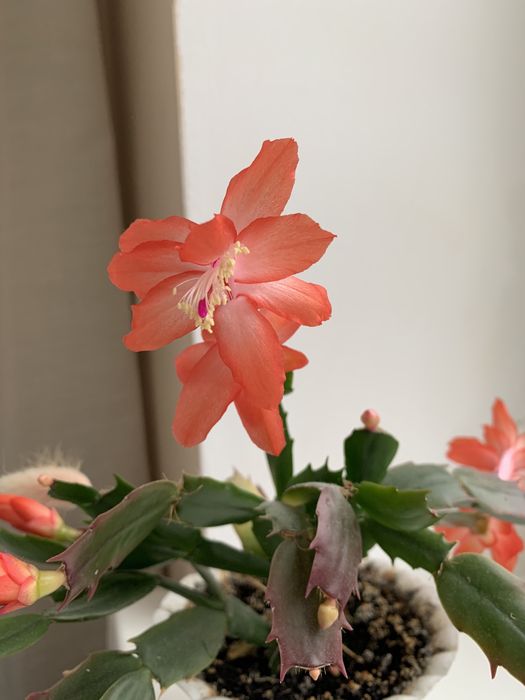 Різдвяник (шлюмбергер)