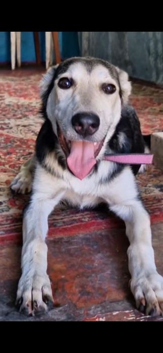 Прекрасный крупный щенок  7 мес ищет дом!