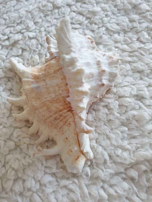 Três búzios/conchas