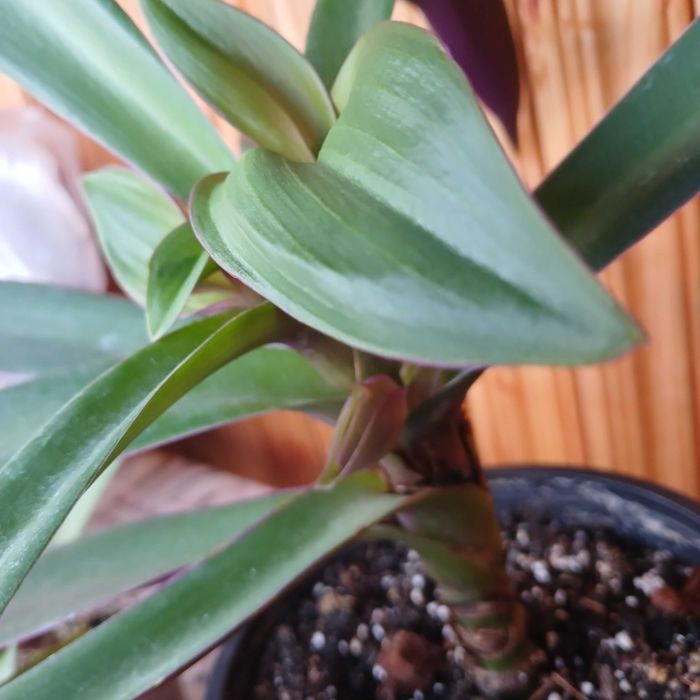 Квітка традисканция Рео