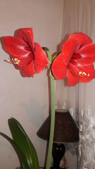 Цветок комнатный Геппиаструм.