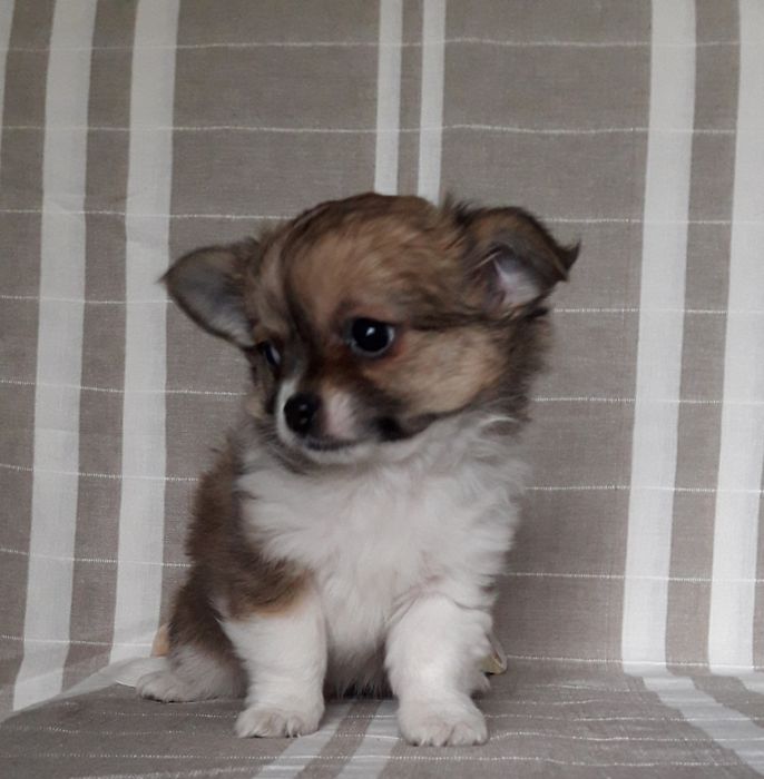 Chihuahua piesek długowłosy