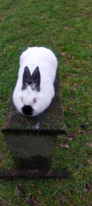 Króliki kalifornijskie czarne rodowodowe