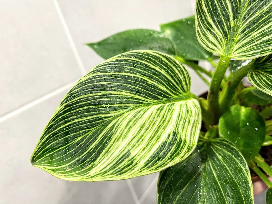 Филодендрон Birkin - комнатное растение