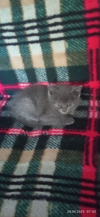 Британська киця маленька