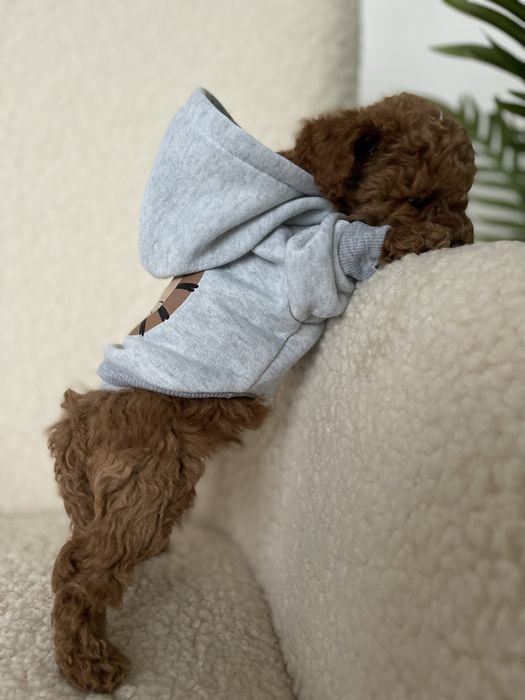 Poodle toy VIP (mini)