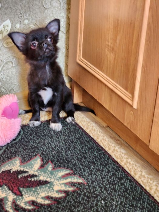 Дівчинка чихуахуа.5 місяці