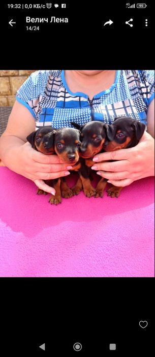 Щенки цвергпинчера