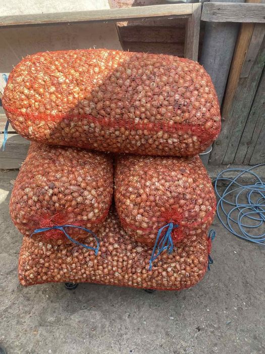 Цибуля сажанка, тиканка, лук севок : Штургарт