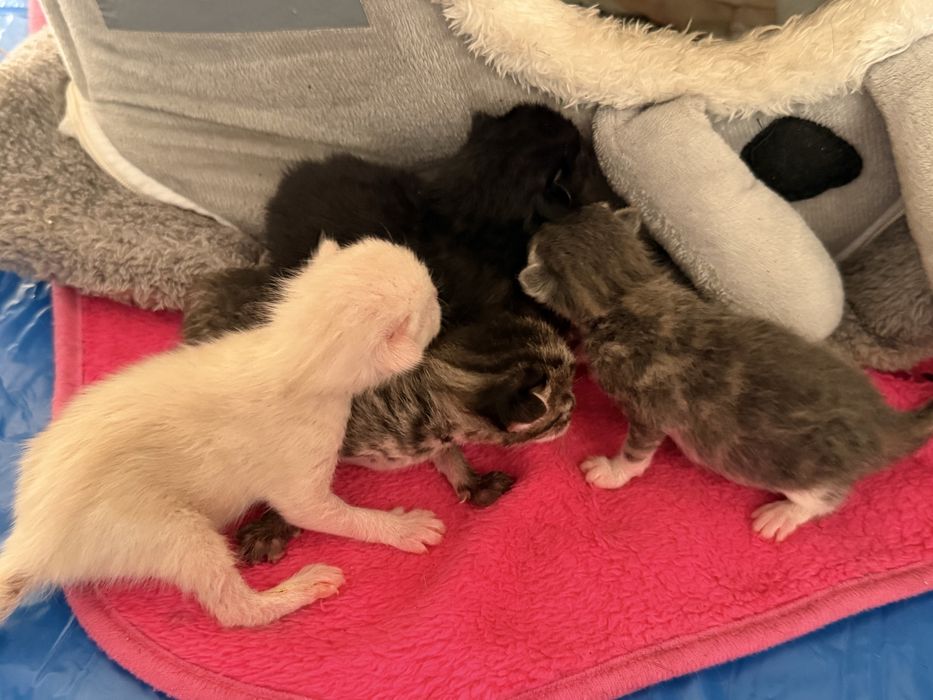 Gatinhos pequenos