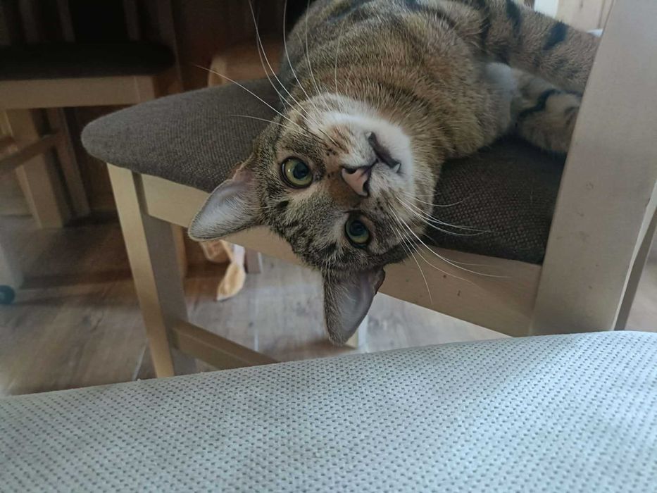 Eddie – profesjonalny pogromca wędek i kulek szuka domu!