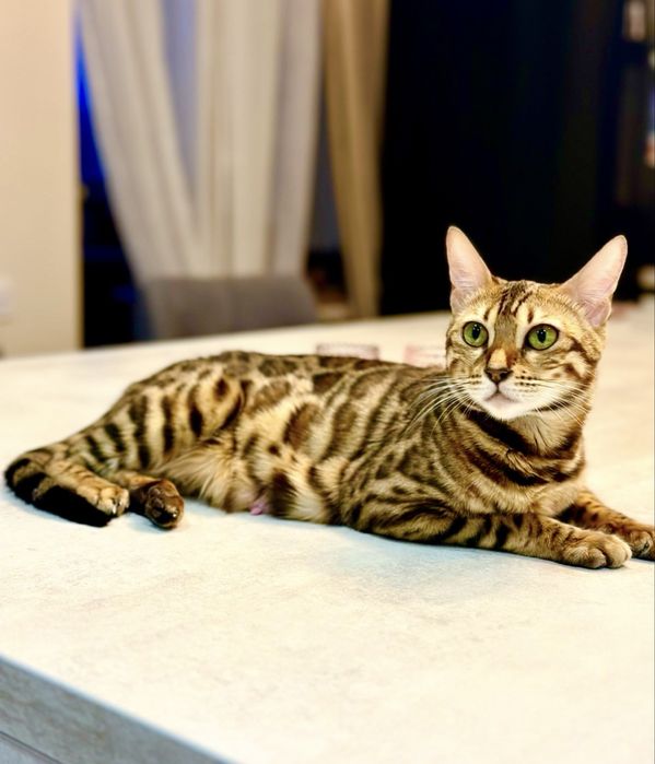 Продаж кошенят бенгалів