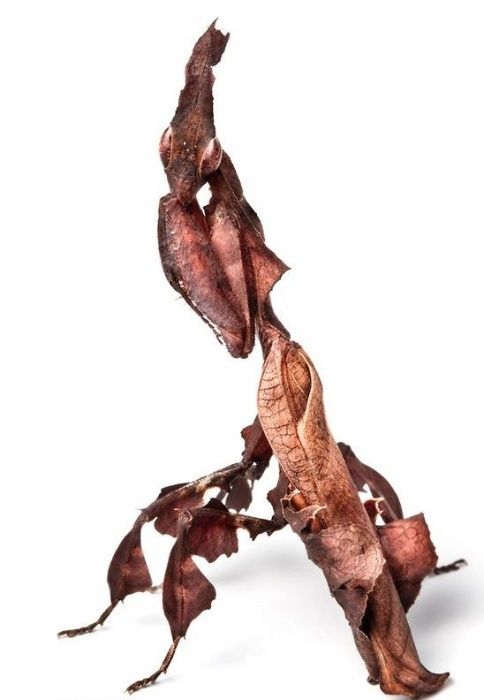 Pojemnik +Modliszka DUCH Phyllocrania paradoxa L1-5