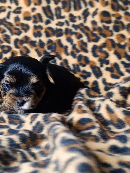 Йоркширський тер'єр