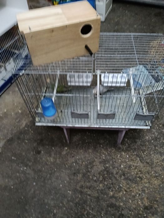 Vendo agraponis deste ano