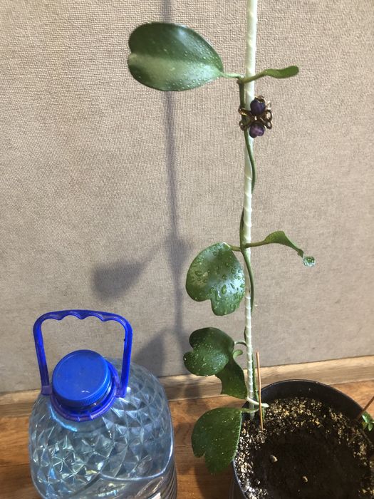 Хойя керри вьющееся красивоцветущее ароматное комнатное растение