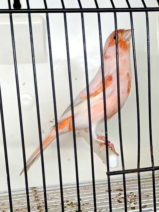 Canarios de várias raças de boa genética!