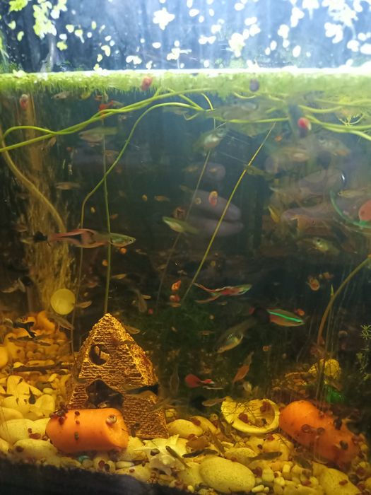 Guppys de várias cores.