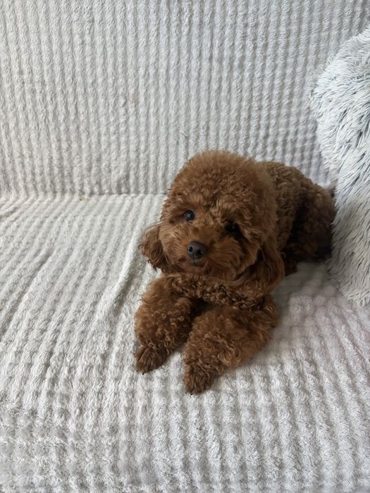 Pudel toy red brown
