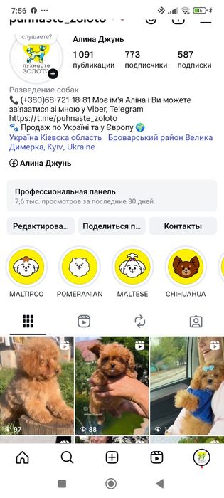 Мальтіпу дівчата міні