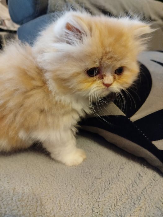 Perska koteczka rudo-biała