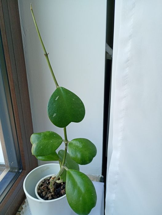Hoya kerri sprzedam.
