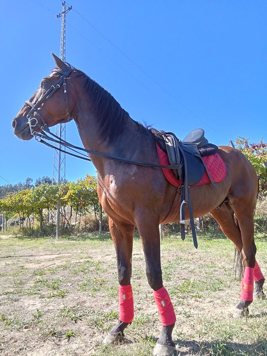 Cavalo castrado cruzado