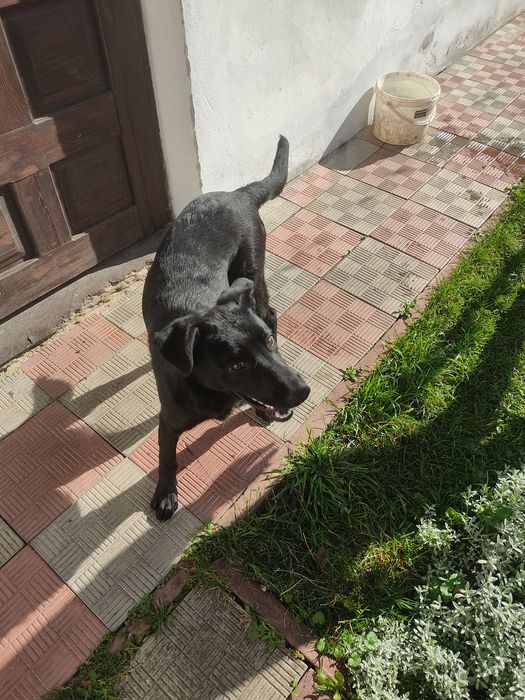 Лабрадор хлопчик