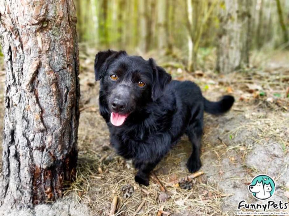 Funfel-mały, pełen życia psiak o ogromnym sercu poleca się do adopcji!