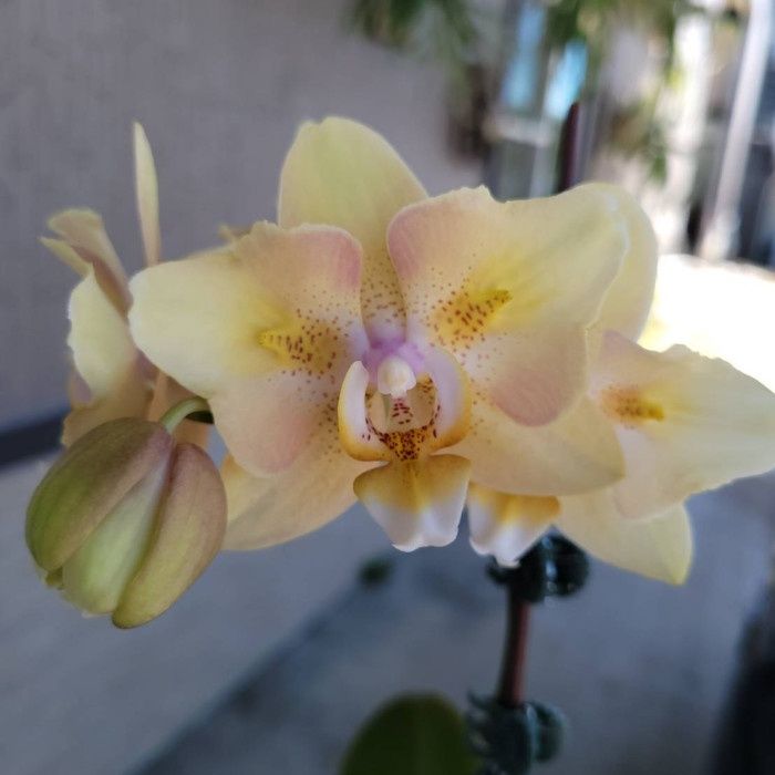 Сого Мандала орх.