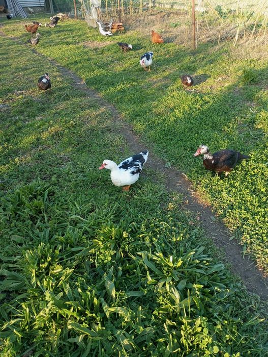 Vendo patos ou patas