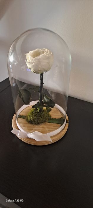 Rosa em cúpula de vidro