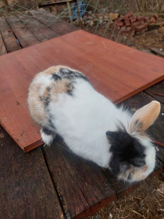 Króliki miniaturka samce