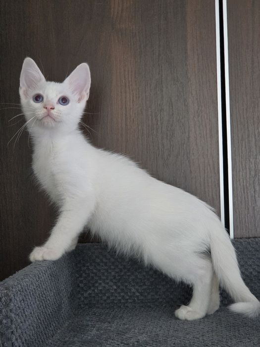 Кот манчкин лонг, 2.5 мес