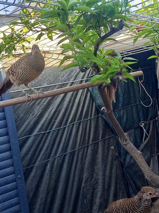 Casal de faisão dourado deste ano