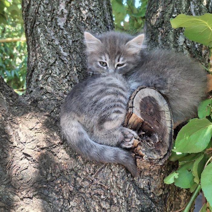 Отдам котят в добрые руки.