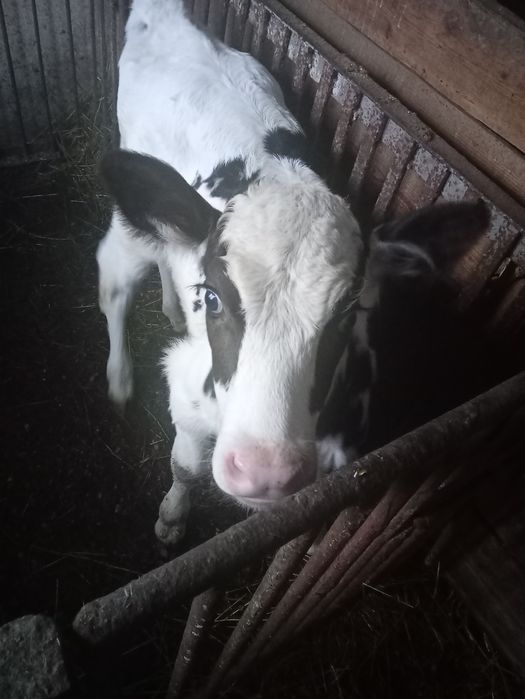 Продається теличка ,чиста порода голштин