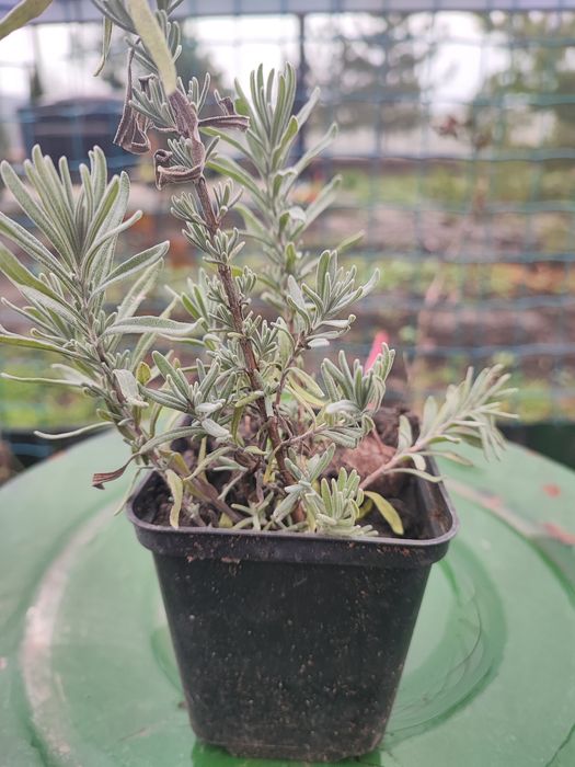 Лаванда саджанці продам