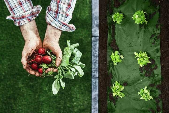 AGROWŁÓKNINA Ogrodowa 1,6m x 100m 90g/m2 + 100 szpilek  Czarno-Zielona