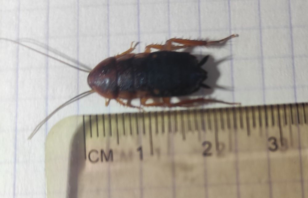 Туркменские тараканы.