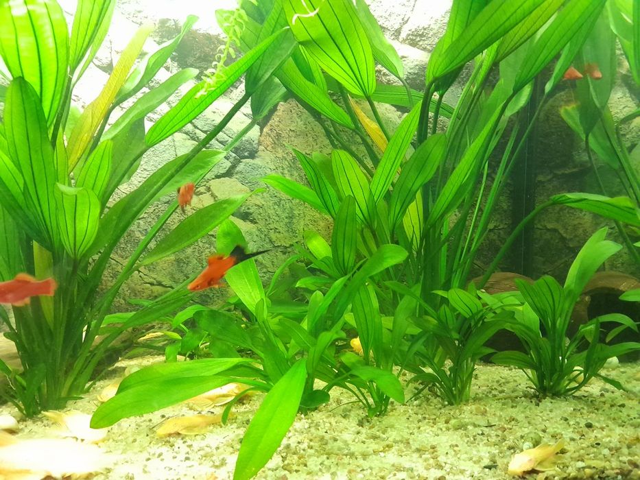 Ехінодорус/анциструси